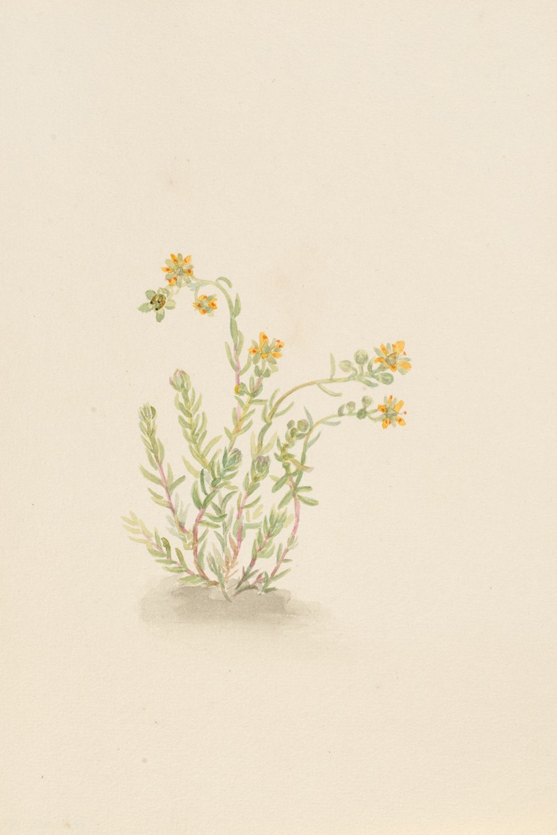 Sedum stenopetalum by Мэри Вокс Уолкотт — digital art print download