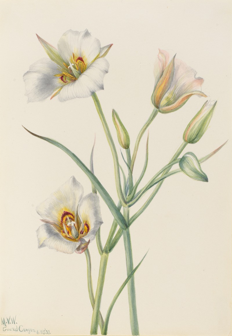 Sego Lily (Calochortus nuttallii) — Mary Vaux Walcott