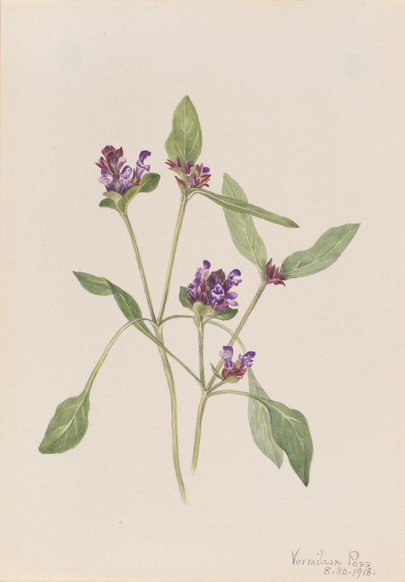 Self-Heal (Prunella vulgaris) — Мэри Вокс Уолкотт