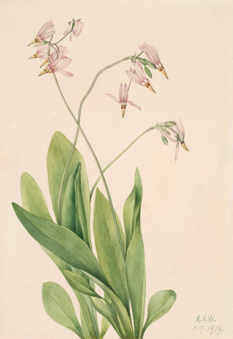 Shooting Star (Dodecatheon meadia) by Мэри Вокс Уолкотт, 1919 — digital art print download