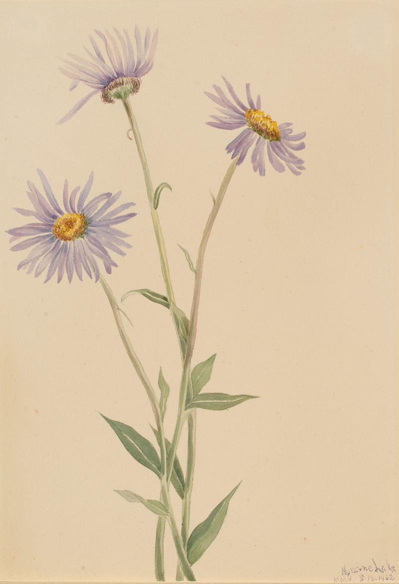 Showy Fleabane (Erigeron salsuginosus) by Мэри Вокс Уолкотт, 1902 — digital art print download