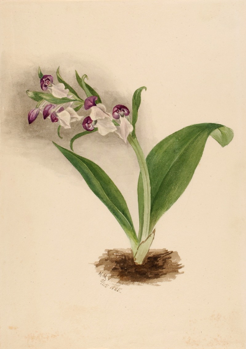 Showy Orchids (Orchis spectabilis) by Мэри Вокс Уолкотт, 1885 — digital art print download