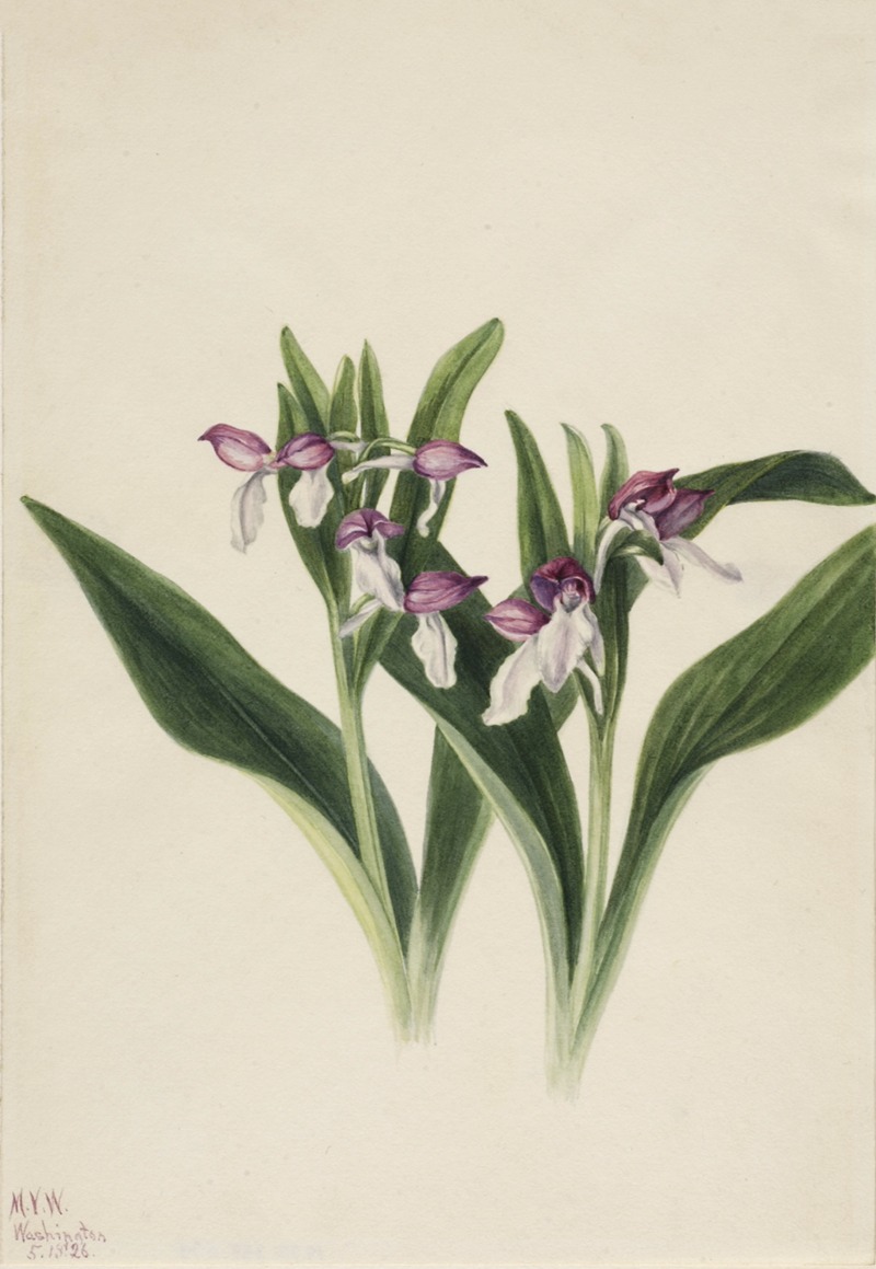 Showy Orchis (Orchis spectabilis) — Мэри Вокс Уолкотт