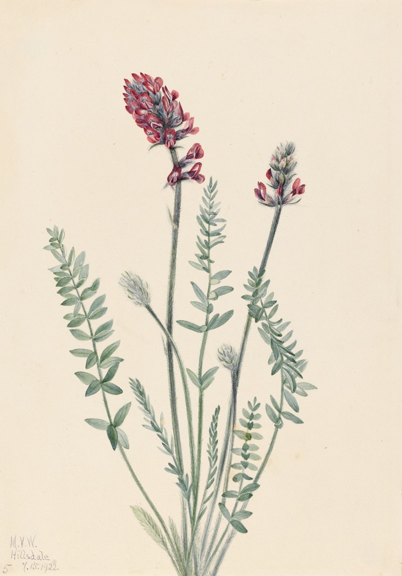 Showy Oxytrope (Oxytropis splendens) — Mary Vaux Walcott
