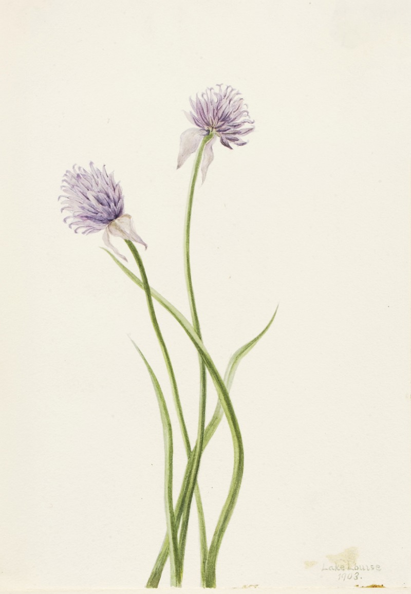 Siberian Onion (Allium sibericum) by Мэри Вокс Уолкотт, 1903 — digital art print download