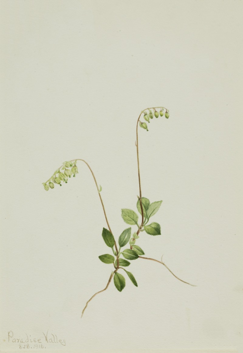 Sidebells Pyrola (Pyrola secunda) by Мэри Вокс Уолкотт, 1916 — digital art print download