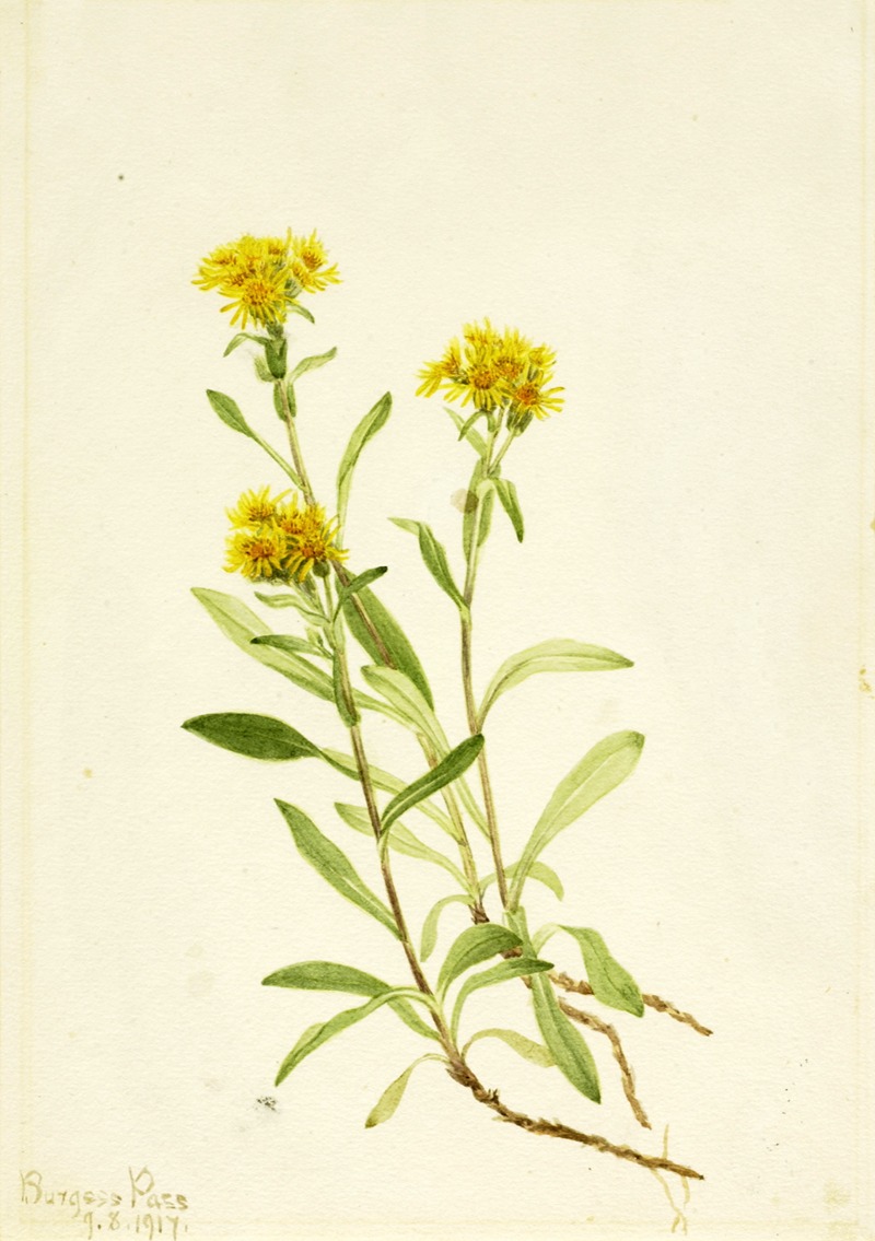 Sidesaddle Goldenrod by Mary Vaux Walcott, 1917 — digital art print download