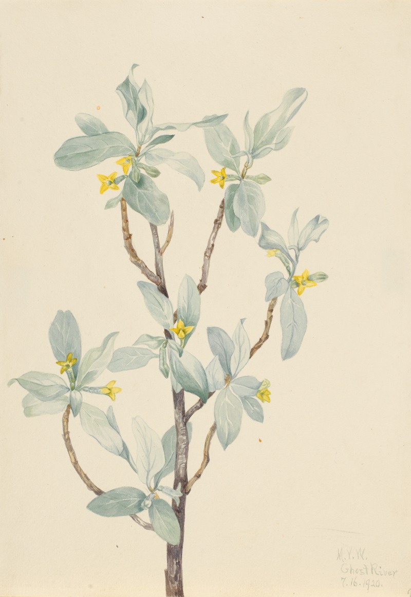 Silverberry (Elaeagnus commutata) by Мэри Вокс Уолкотт, 1920 — digital art print download