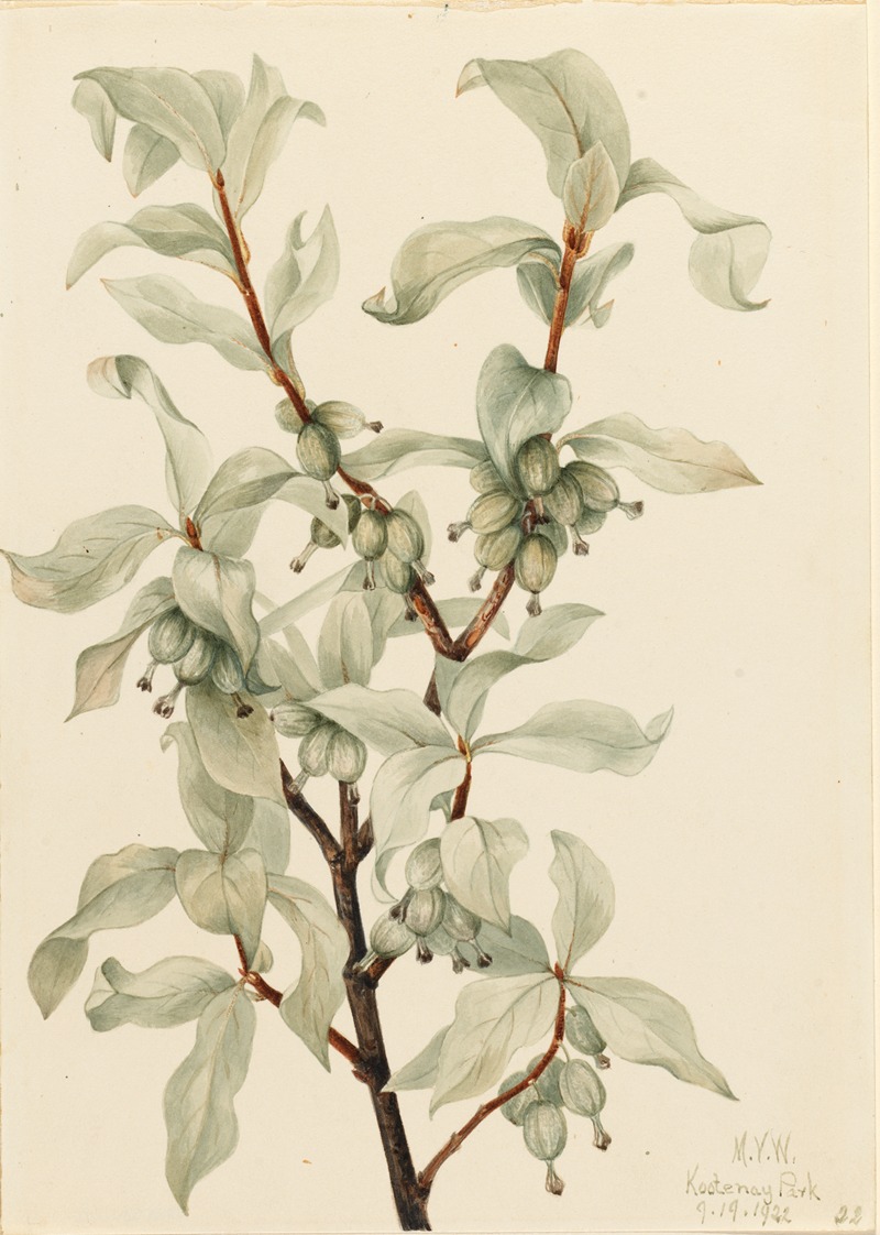 Silverberry (Elaeagnus commutata) by Мэри Вокс Уолкотт, 1922 — digital art print download