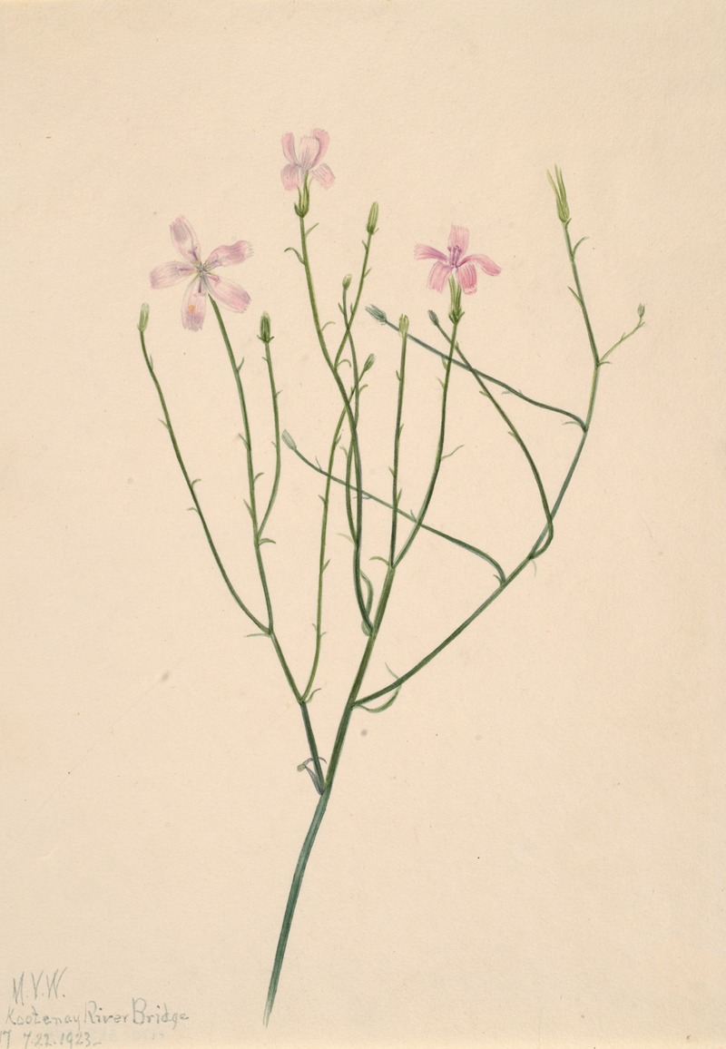 Skeleton Flower (Lygodesmia juncea) by Мэри Вокс Уолкотт, 1923 — digital art print download