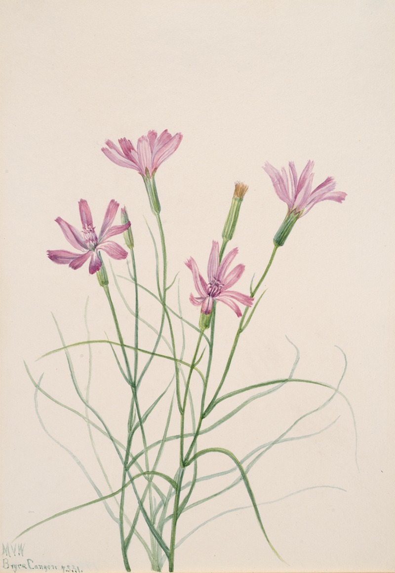 Skeleton Weed (Lygodesmia grandiflora) by Мэри Вокс Уолкотт, 1931 — digital art print download