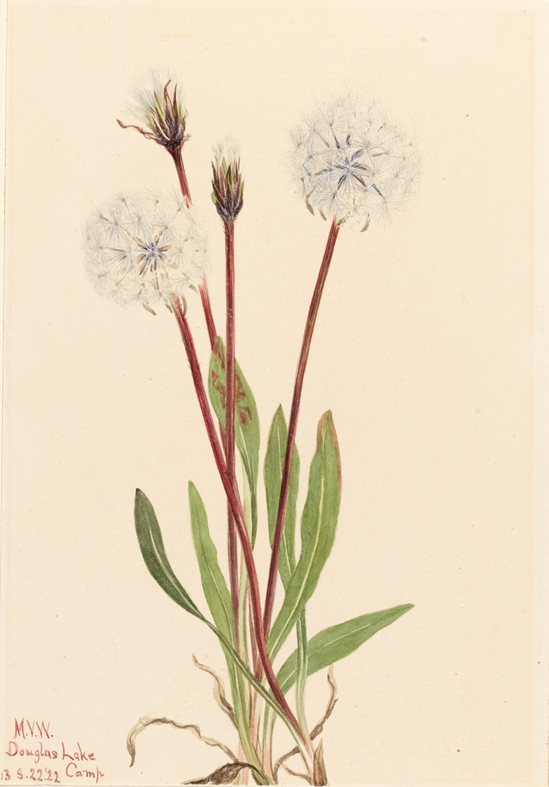 Slender Agoseris (Agoseris gracilens) by Мэри Вокс Уолкотт, 1922 — digital art print download