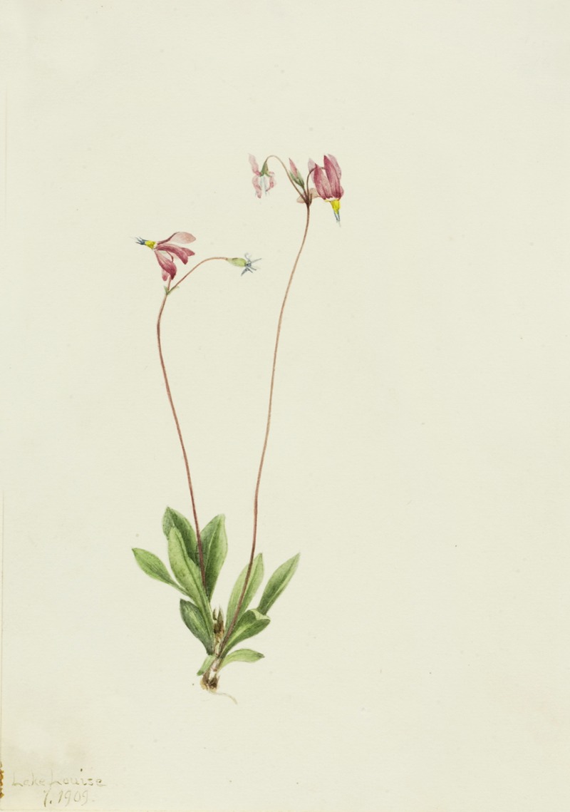 Slender Shootingstar (Dodecatheon pauciflorum) by Мэри Вокс Уолкотт, 1909 — digital art print download