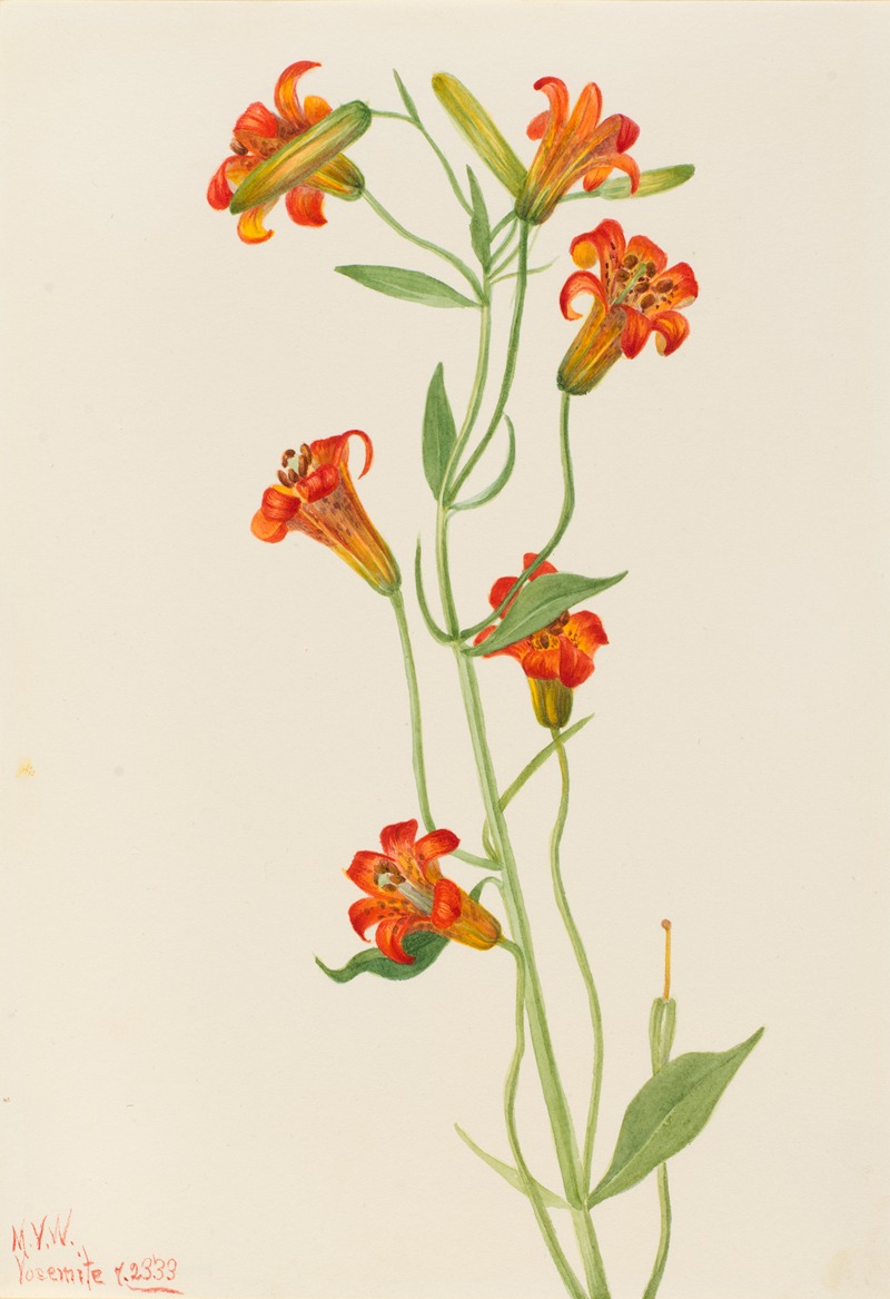 Small Tiger Lily (Lilium parvum) by Мэри Вокс Уолкотт, 1933 — digital art print download
