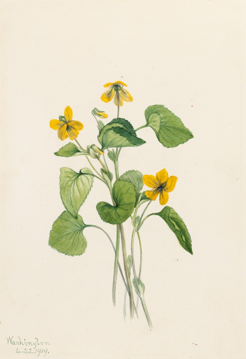 Smooth Yellow Violet (Viola eriocarpa) by Mary Vaux Walcott, 1919 — digital art print download