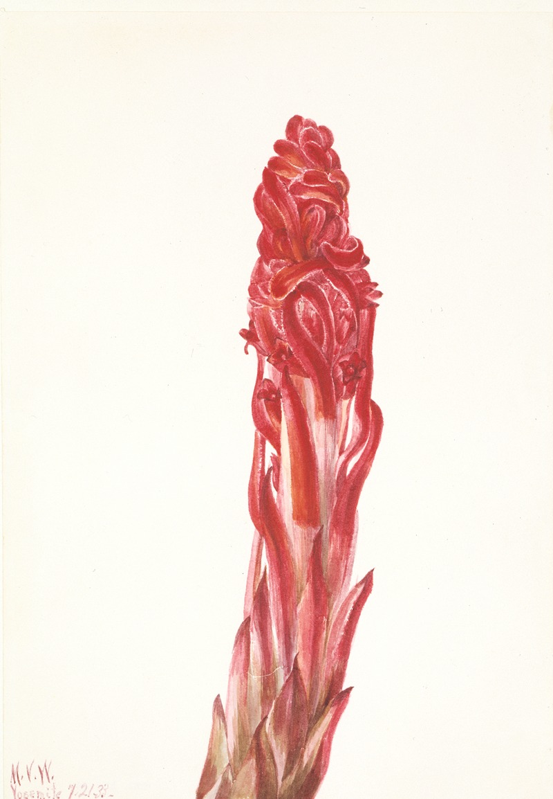Snow Plant (Sarcodes sanguinea) by Мэри Вокс Уолкотт, 1933 — digital art print download