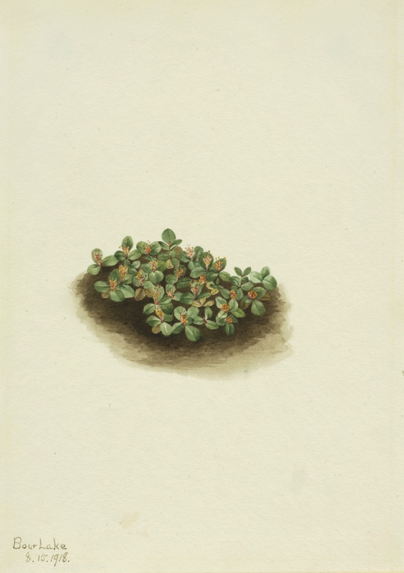 Snow Willow (Salix nivalis) by Мэри Вокс Уолкотт, 1918 — digital art print download