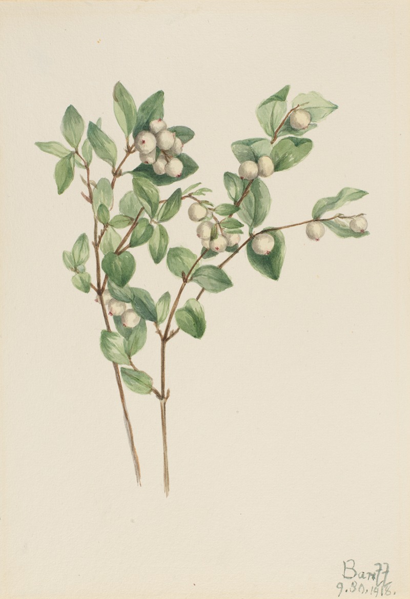 Snowberry (Symphoricarpos albus) — Мэри Вокс Уолкотт