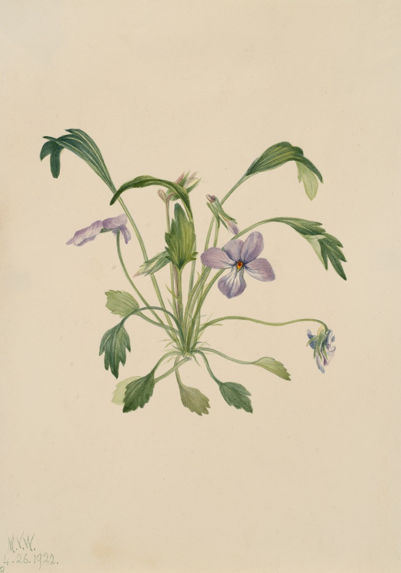 Southern Bird's Foot Violet (Viola digitata) — Mary Vaux Walcott