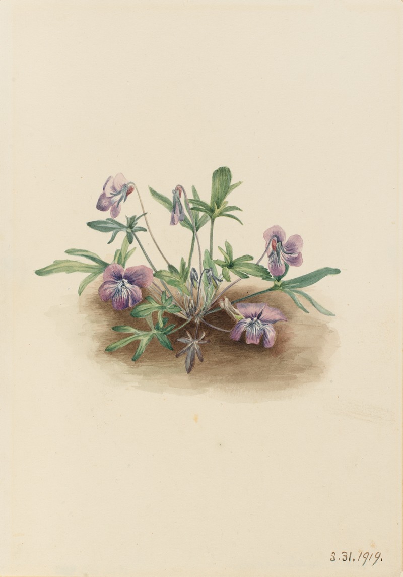 Southern Coast Violet (Viola septemloba) — Mary Vaux Walcott