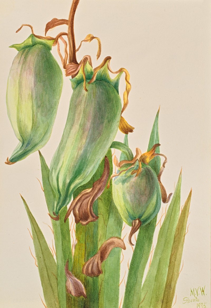 Spanish Bayonet (Yucca baccata) by Мэри Вокс Уолкотт, 1935 — digital art print download