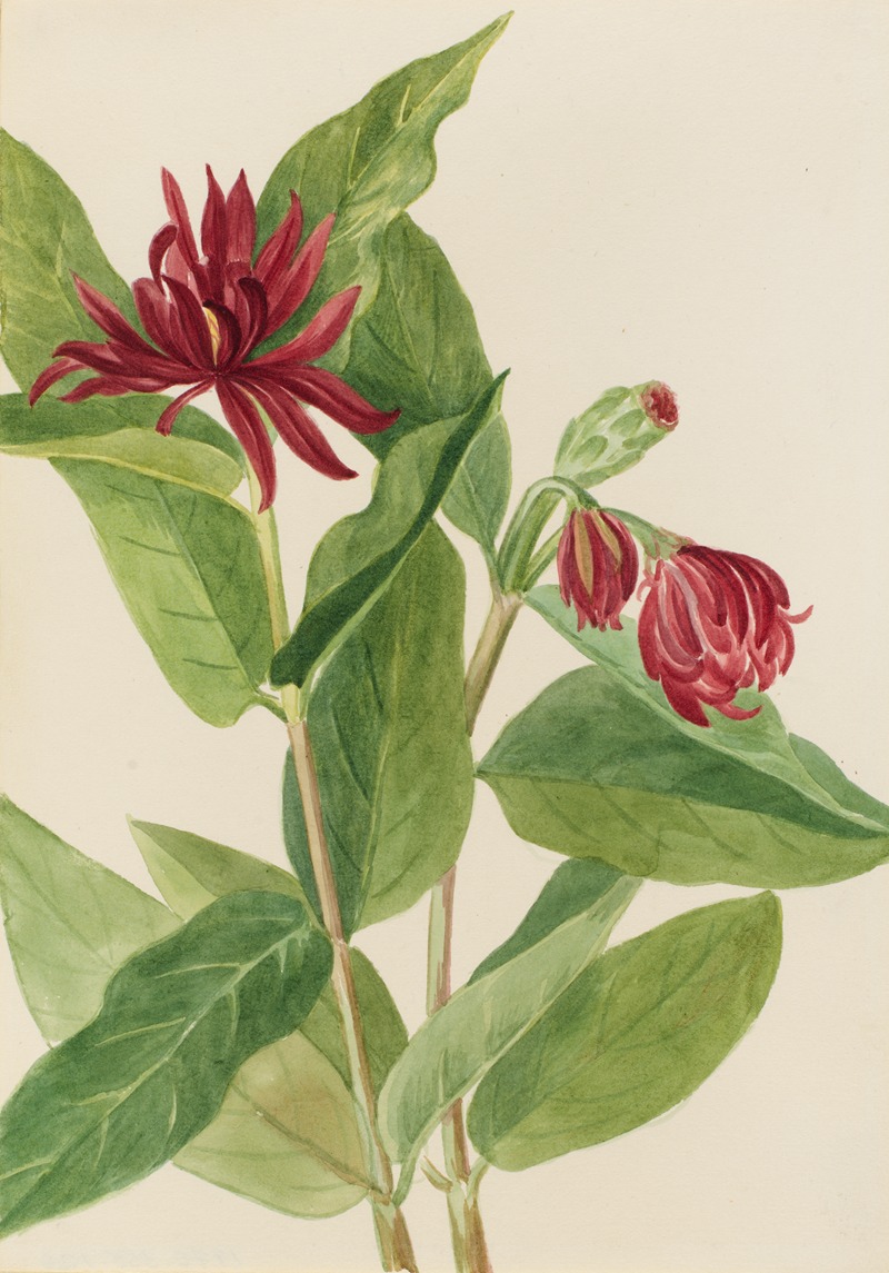 Spicebush (Calycanthus occidentalis) by Мэри Вокс Уолкотт — digital art print download