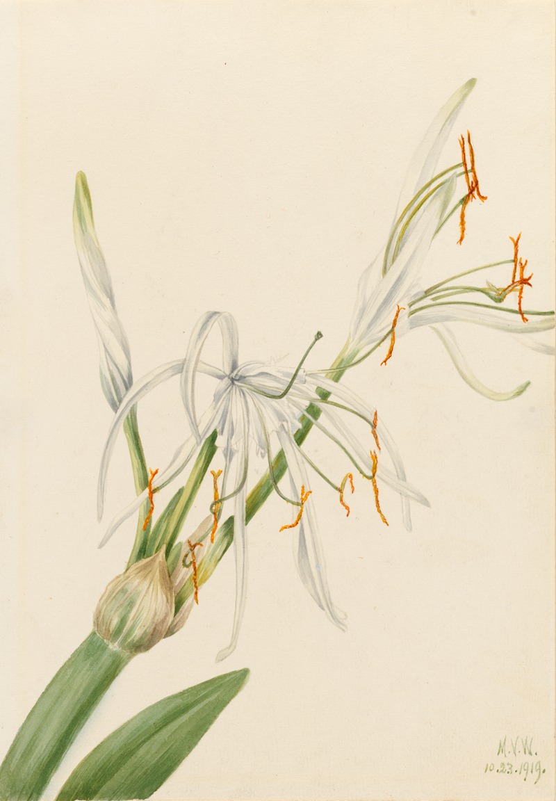 Spider Lily (Hymenocallis rotata) by Мэри Вокс Уолкотт, 1919 — digital art print download