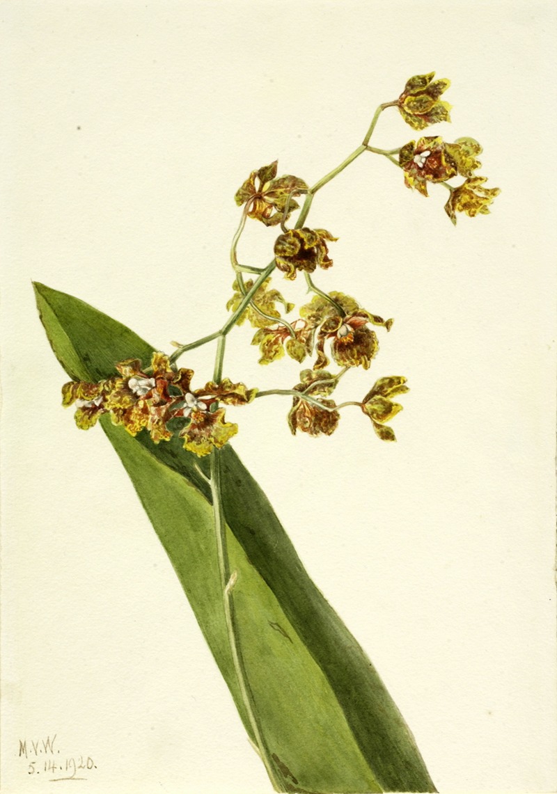 Spotted Cyrtopodium (Cyrtopodium punctatum) — Mary Vaux Walcott