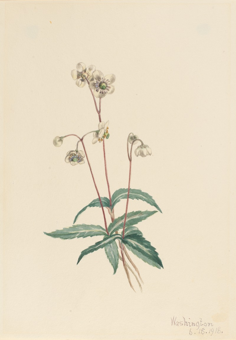 Spotted Pipsissewa (Chimaphila maculata) by Мэри Вокс Уолкотт, 1918 — digital art print download