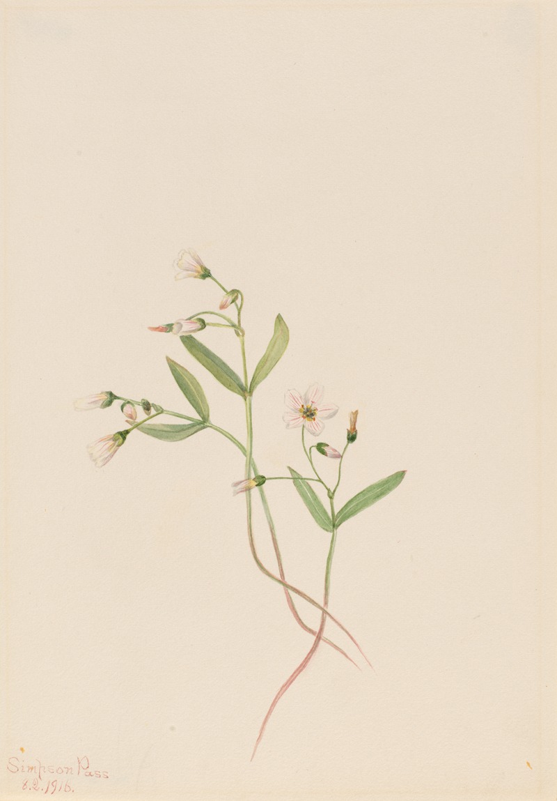 Spring Beauty (Claytonia lanceolata) by Мэри Вокс Уолкотт, 1916 — digital art print download