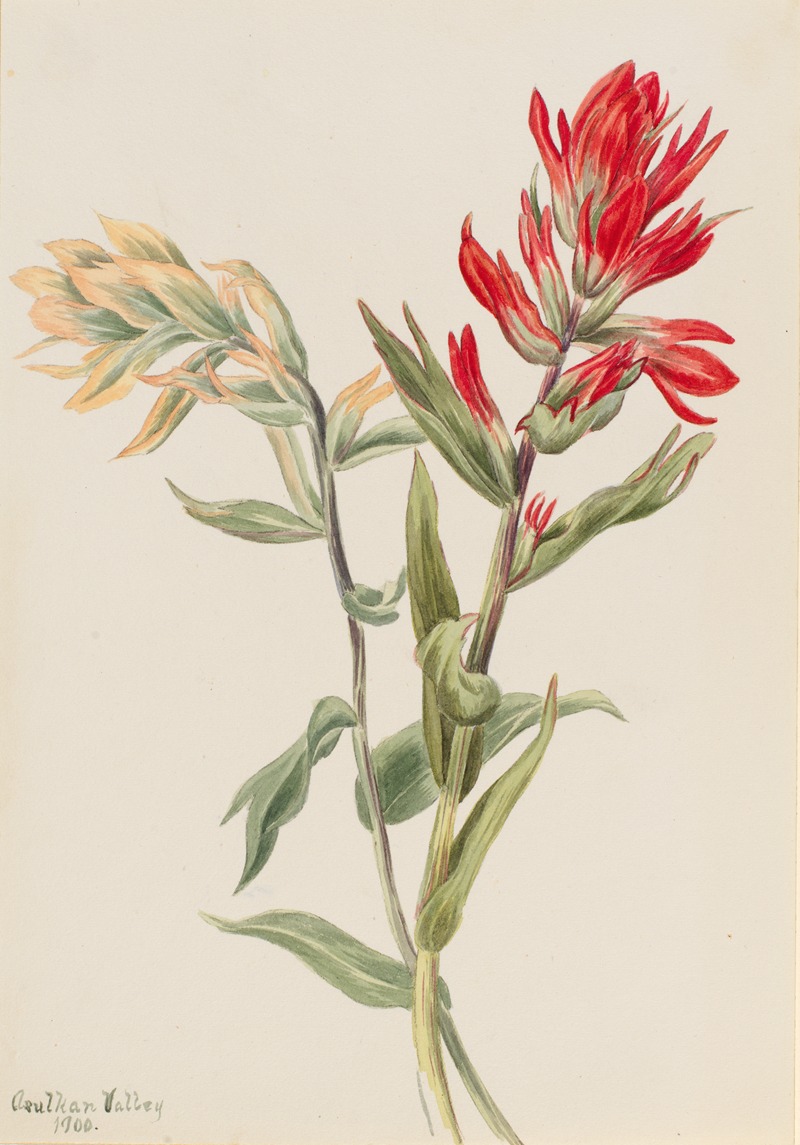 Stachys palustria by Мэри Вокс Уолкотт, 1900 — digital art print download