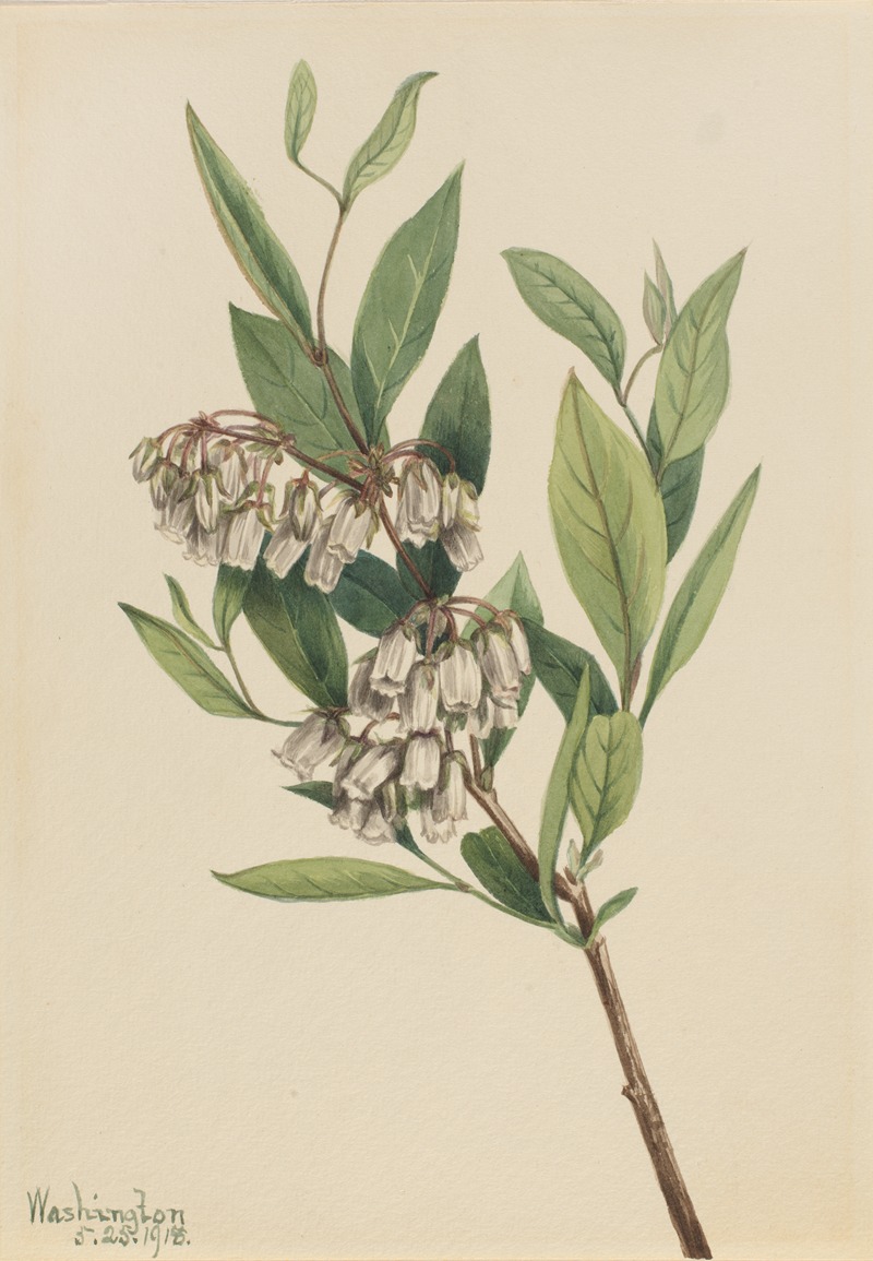Stagger-Bush (Pieris mariana) by Мэри Вокс Уолкотт, 1918 — digital art print download