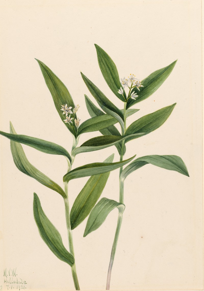 Star Solomonplume (Vagnera stellata) — Mary Vaux Walcott