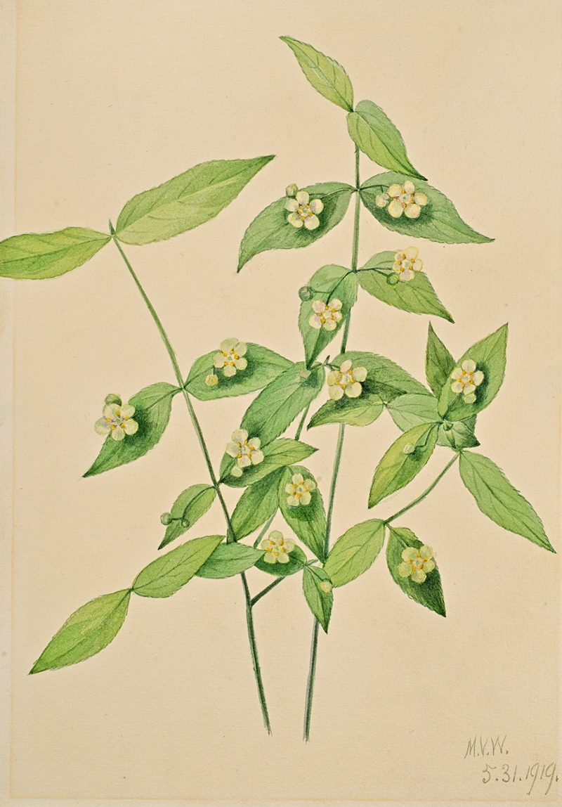 Strawberry Bush (Euonymus americanus) — Мэри Вокс Уолкотт