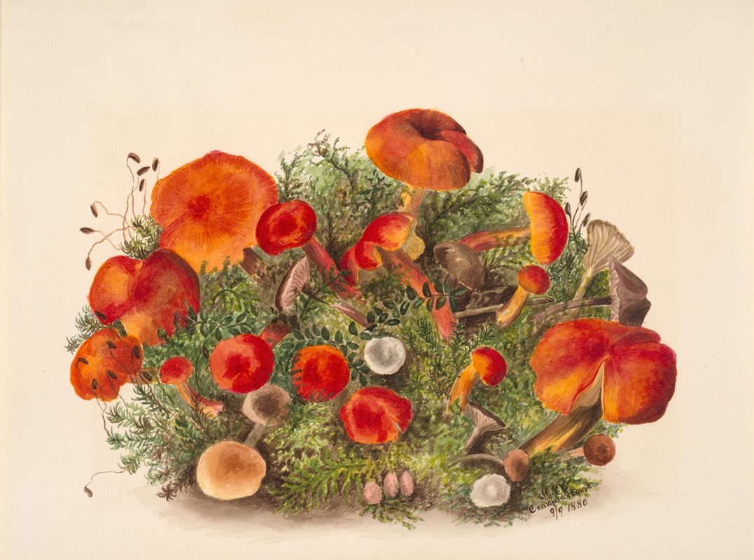 Study of Mushrooms by Мэри Вокс Уолкотт, 1880 — digital art print download