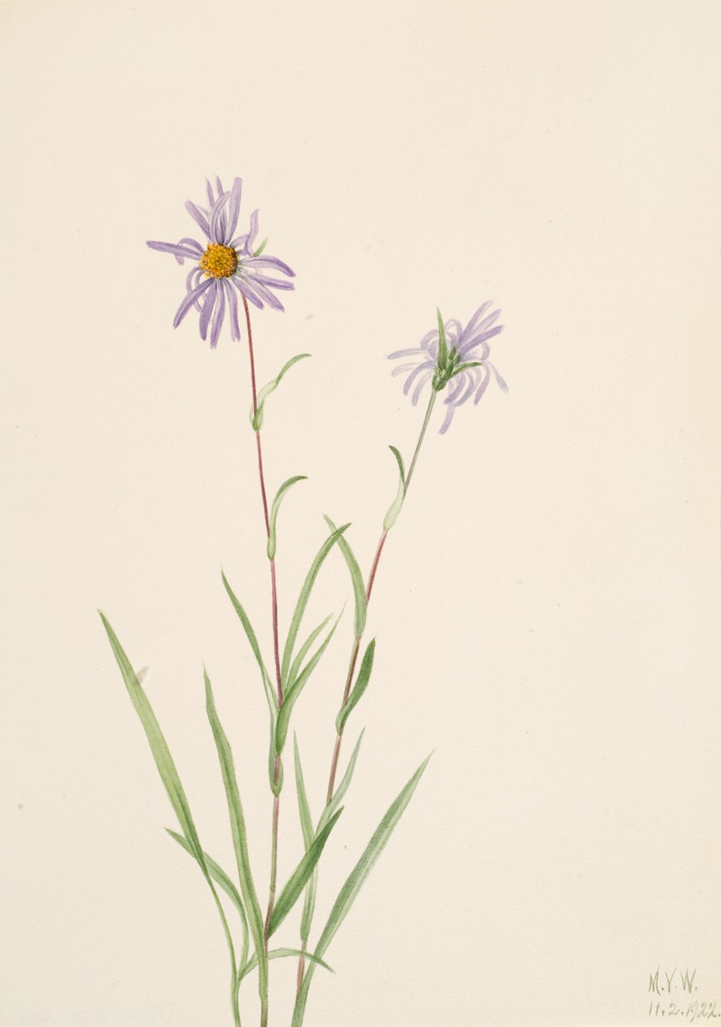 Swamp Aster (Aster paludosus) by Мэри Вокс Уолкотт, 1922 — digital art print download