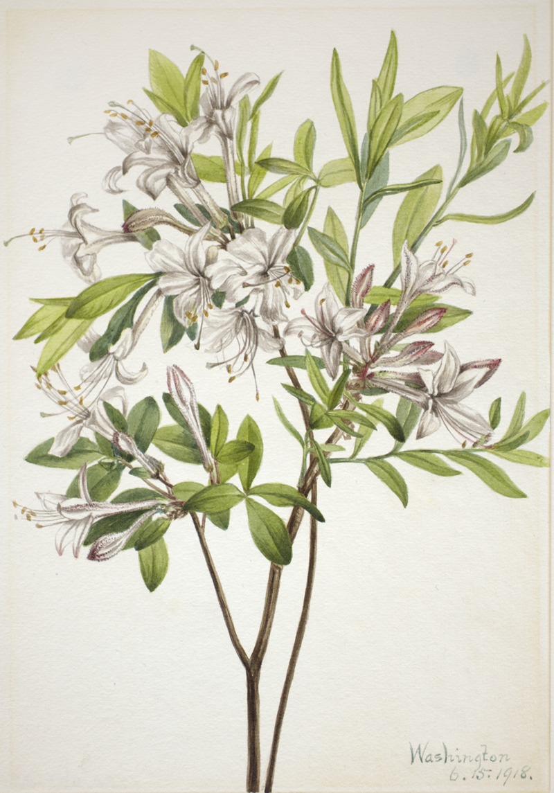 Swamp Azalea (Azalea viscosa) by Мэри Вокс Уолкотт, 1918 — digital art print download