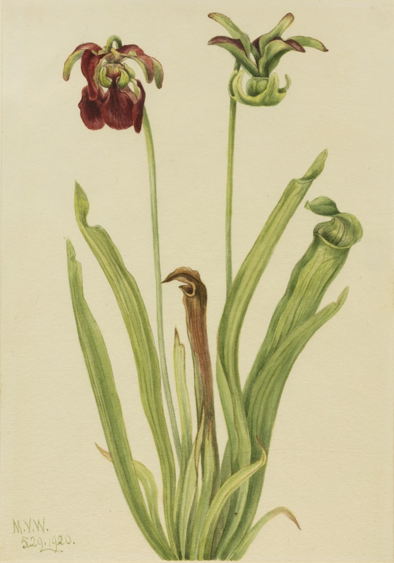 Sweet Pitcherplant (Sarracenia rubra) — Mary Vaux Walcott