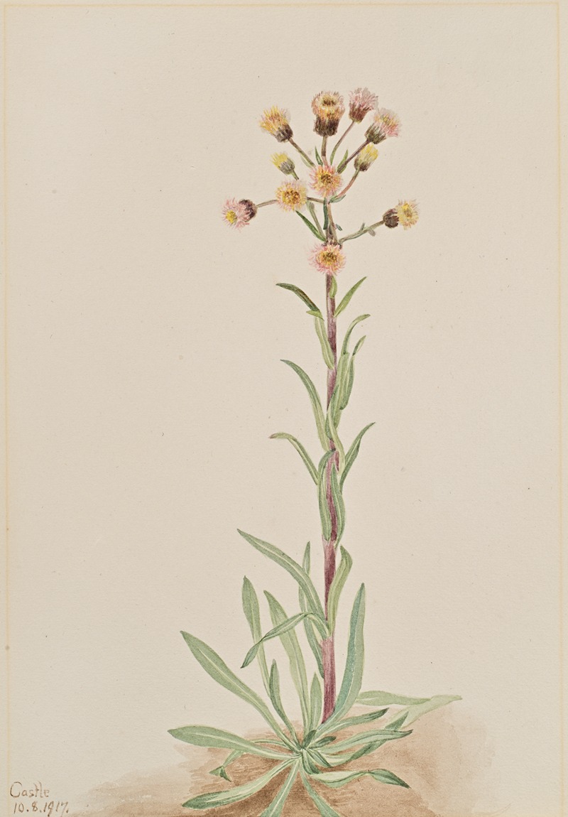 Tall Fleabane (Erigeron acris) by Mary Vaux Walcott, 1917 — digital art print download