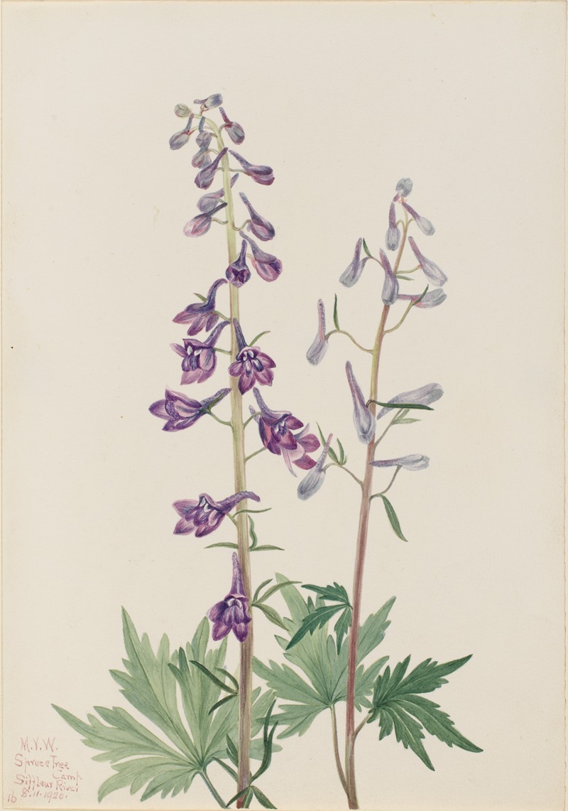 Tall Larkspur (Delphinium elongatum) — Mary Vaux Walcott