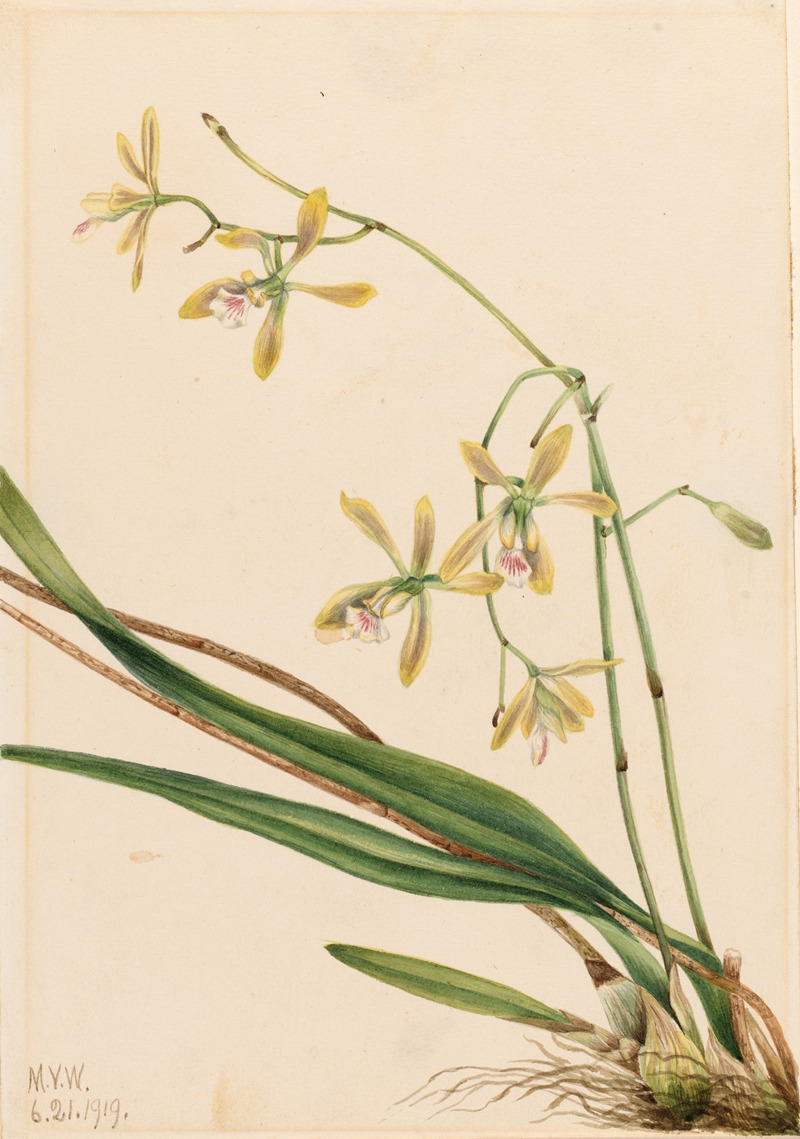 Tampa Epidendrum (Epidendrum tampense) — Мэри Вокс Уолкотт