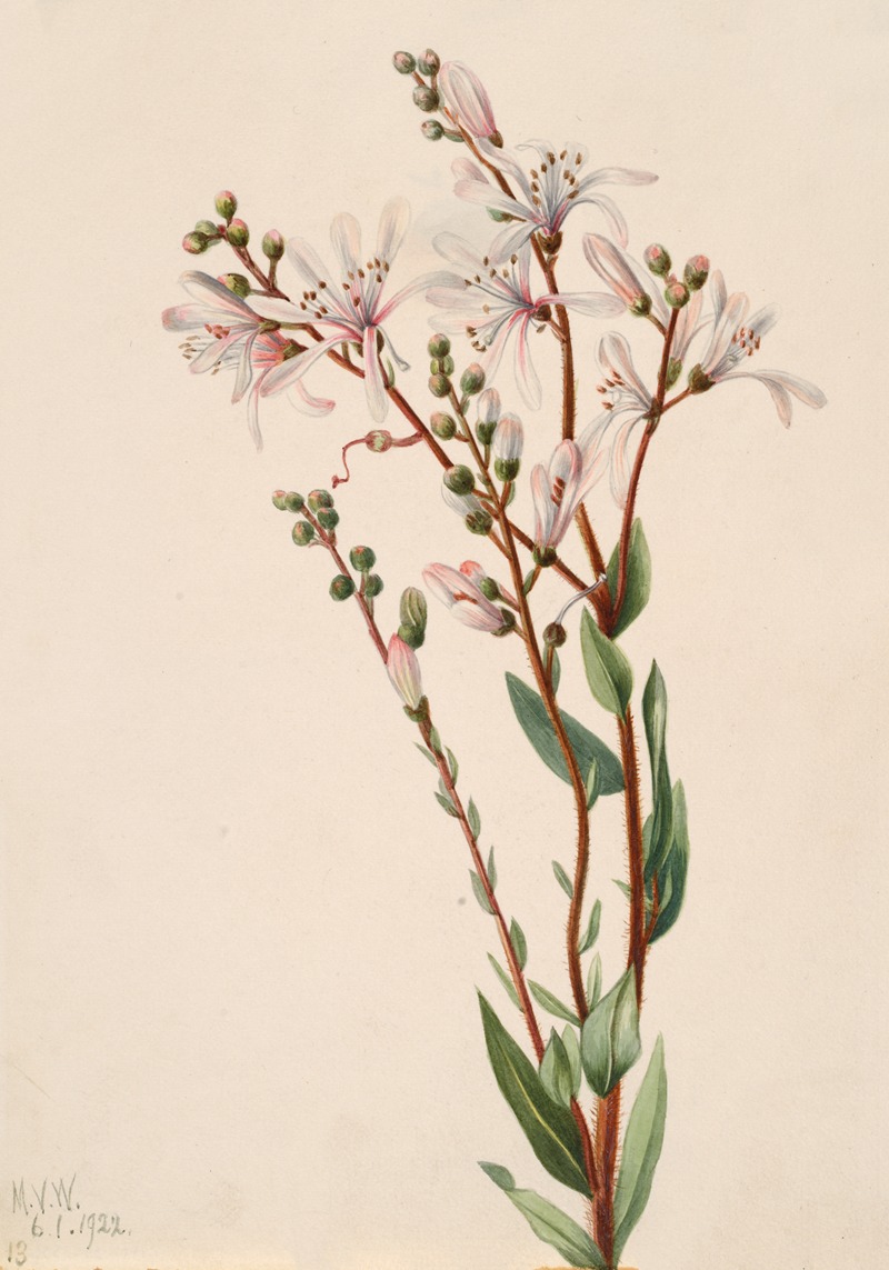 Tarflower (Befaria racemosa) by Мэри Вокс Уолкотт, 1922 — digital art print download