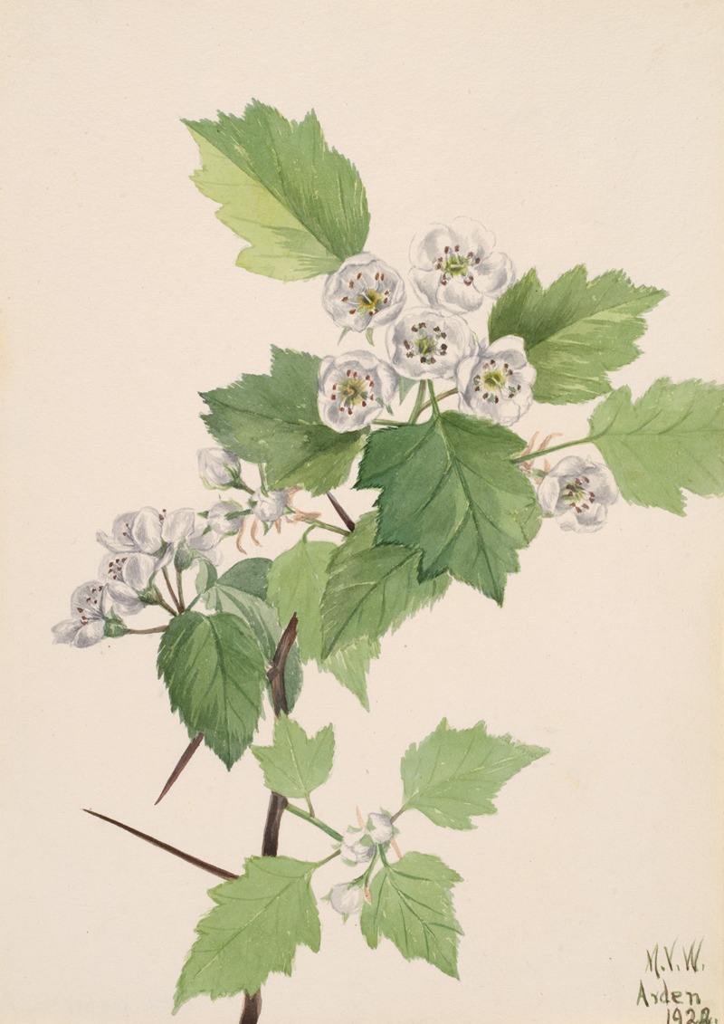 Thicket Hawthorn (Crataegus coccinea) by Мэри Вокс Уолкотт, 1922 — digital art print download