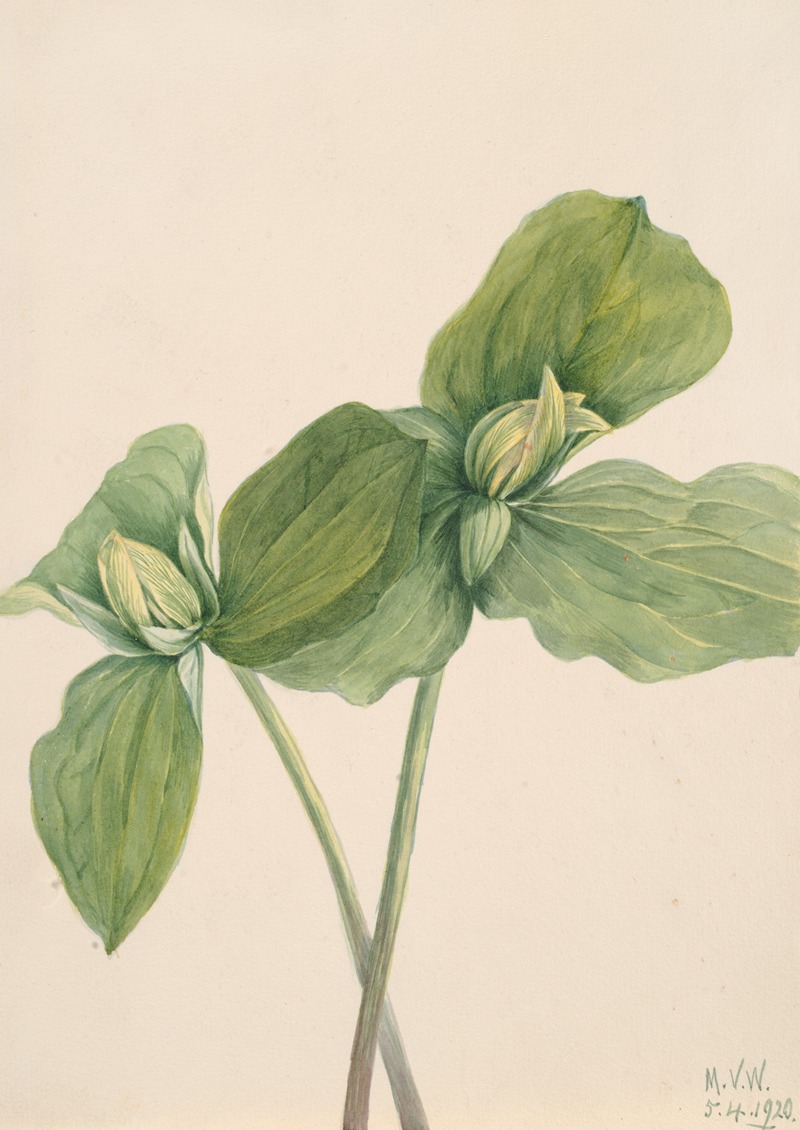 Toad Trillium (Trillium sessile) by Мэри Вокс Уолкотт, 1920 — digital art print download