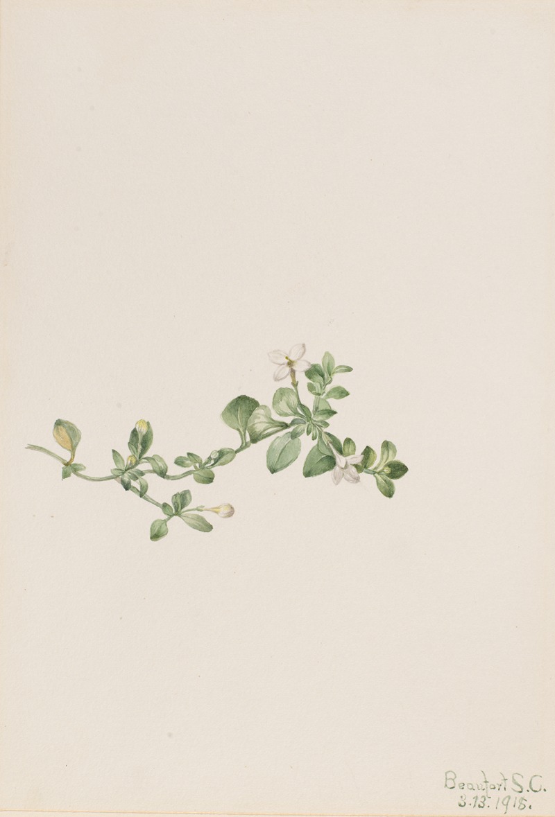 Trailing Houstonia (Houstonia procumbens) by Мэри Вокс Уолкотт, 1918 — digital art print download