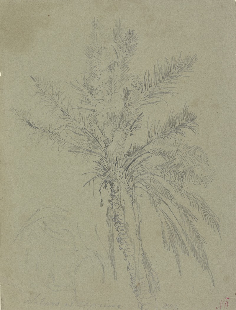 Palm tree in Salerno by Иоганн Непомук Раух, 1841 — digital art print download