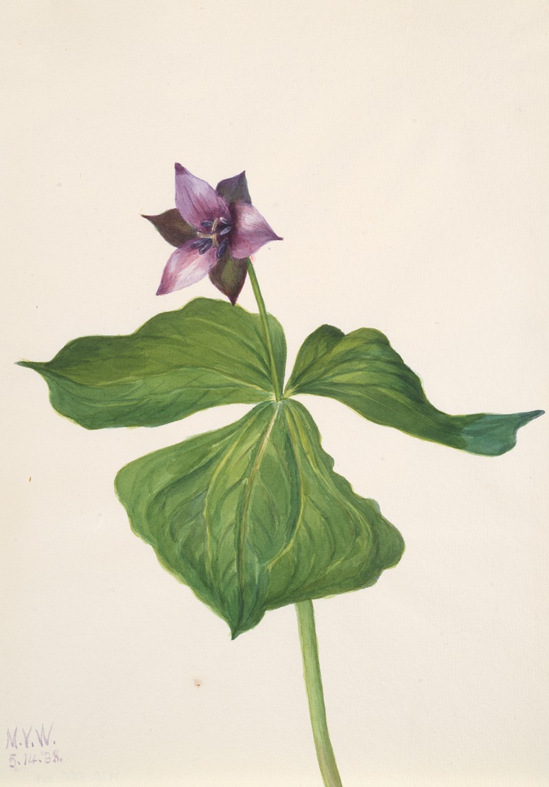 Trillium erectum by Mary Vaux Walcott, 1938 — digital art print download