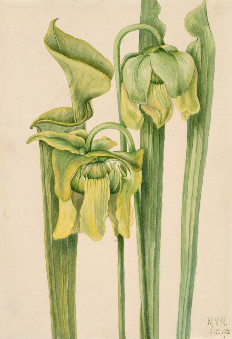 Trumpetleaf (Sarracenia flava) — Мэри Вокс Уолкотт