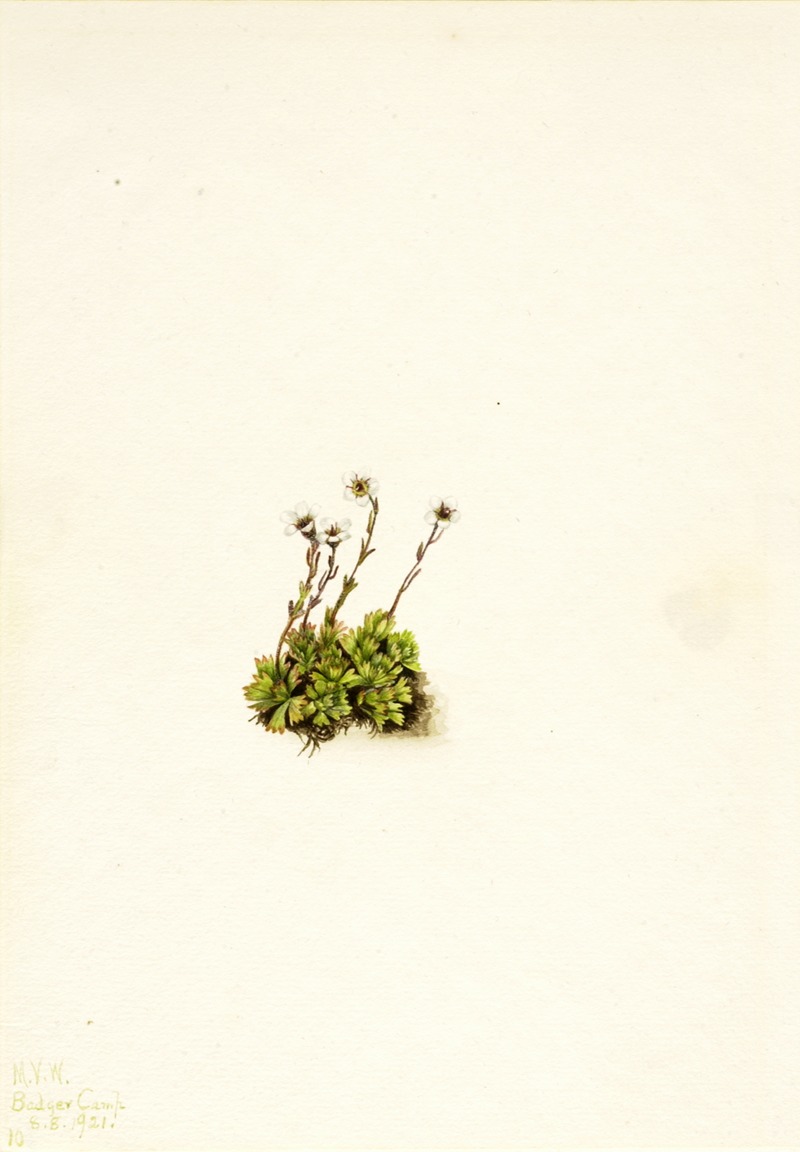 Tufted Saxifrage (Saxifraga caespitosa) — Mary Vaux Walcott