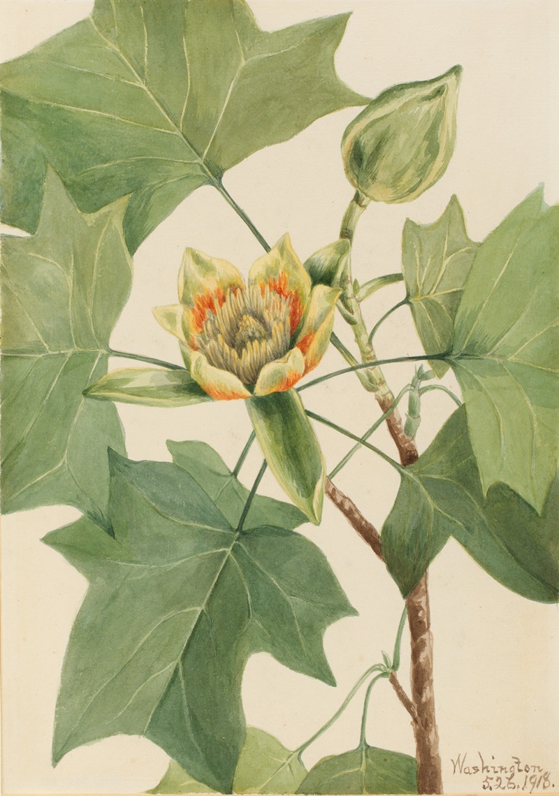 Tuliptree (Liriodendron tulipifera) by Мэри Вокс Уолкотт, 1918 — digital art print download